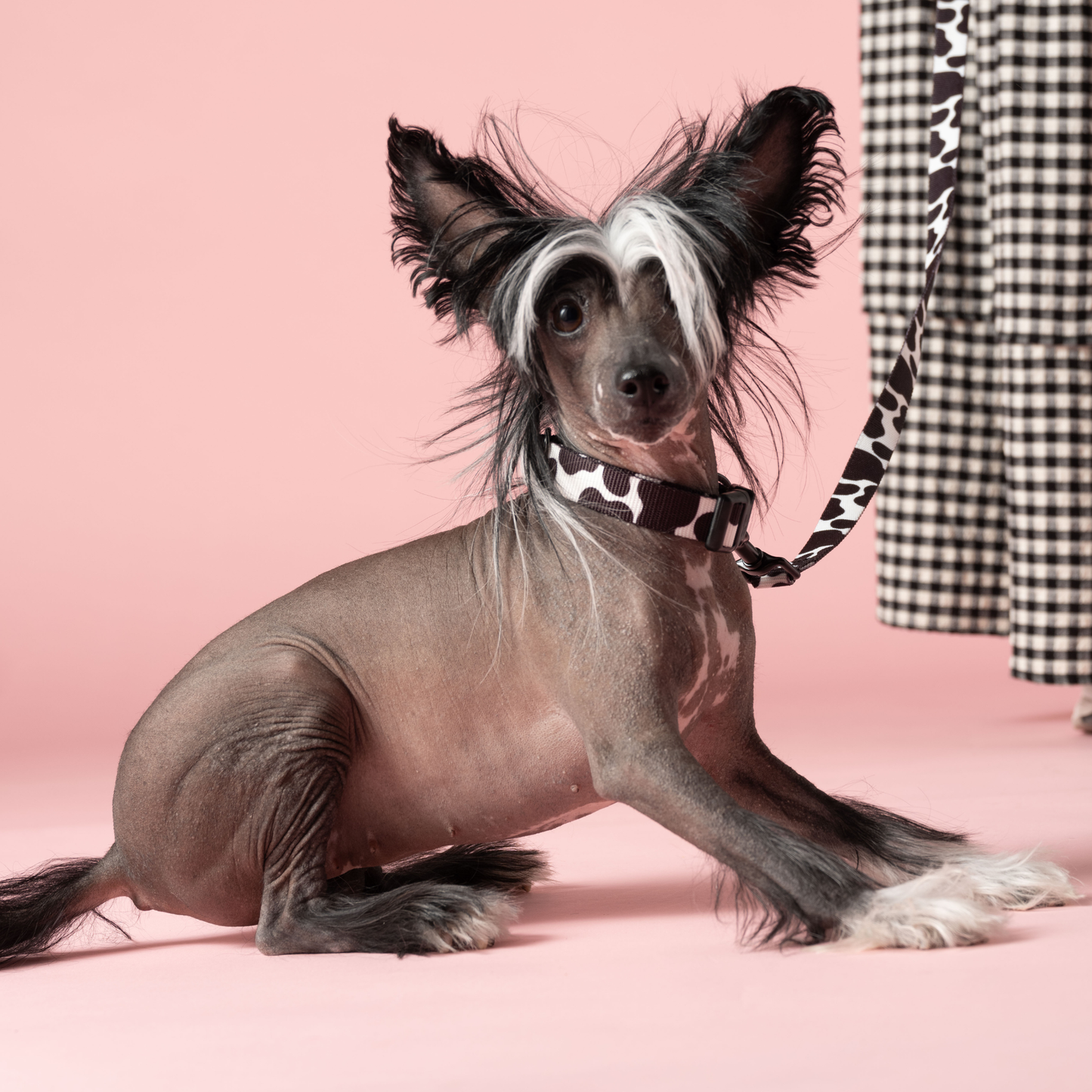 Cow Dog Leash