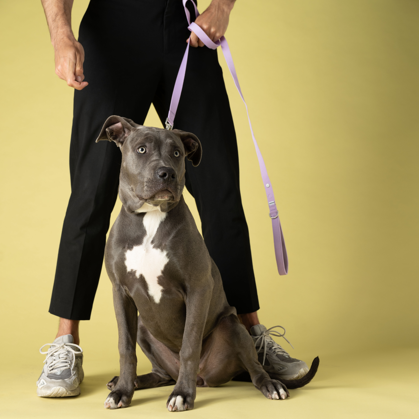 Lilac Dog Leash