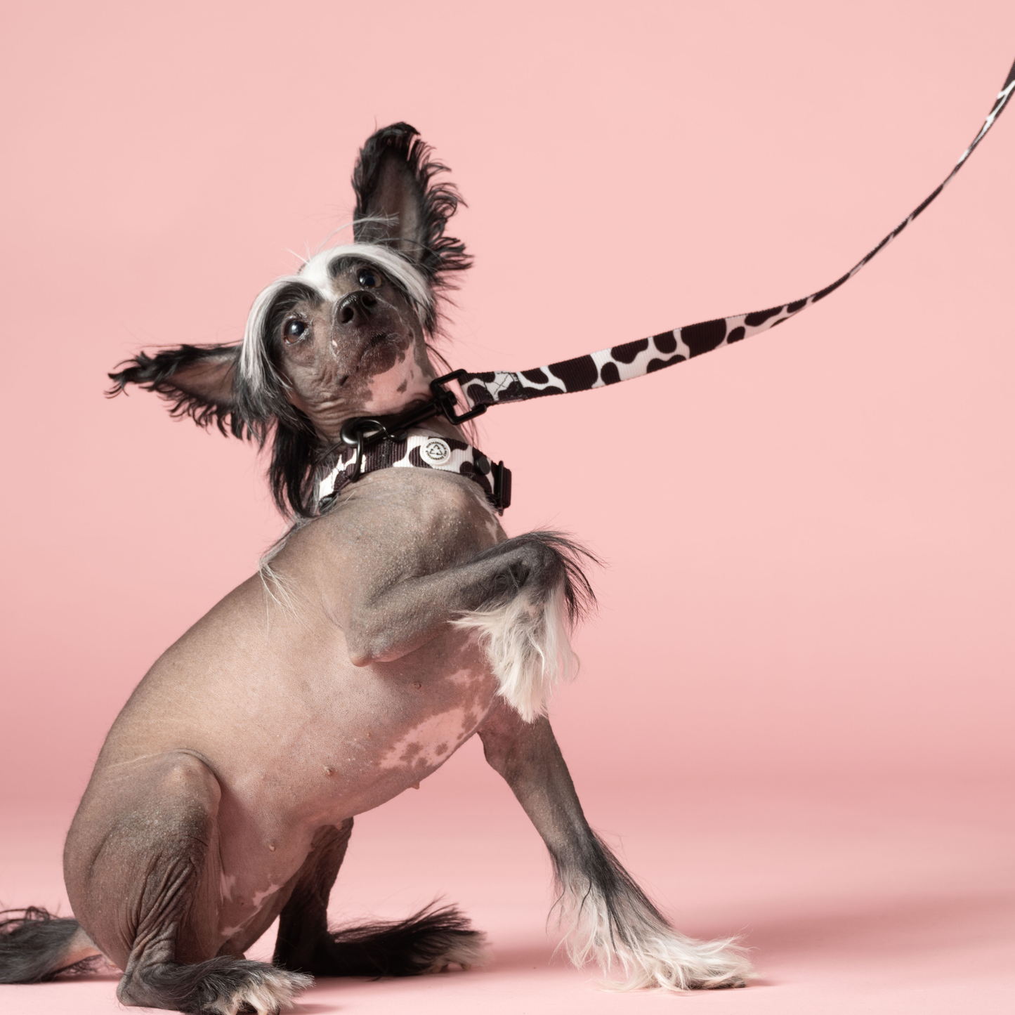 Cow Dog Collar