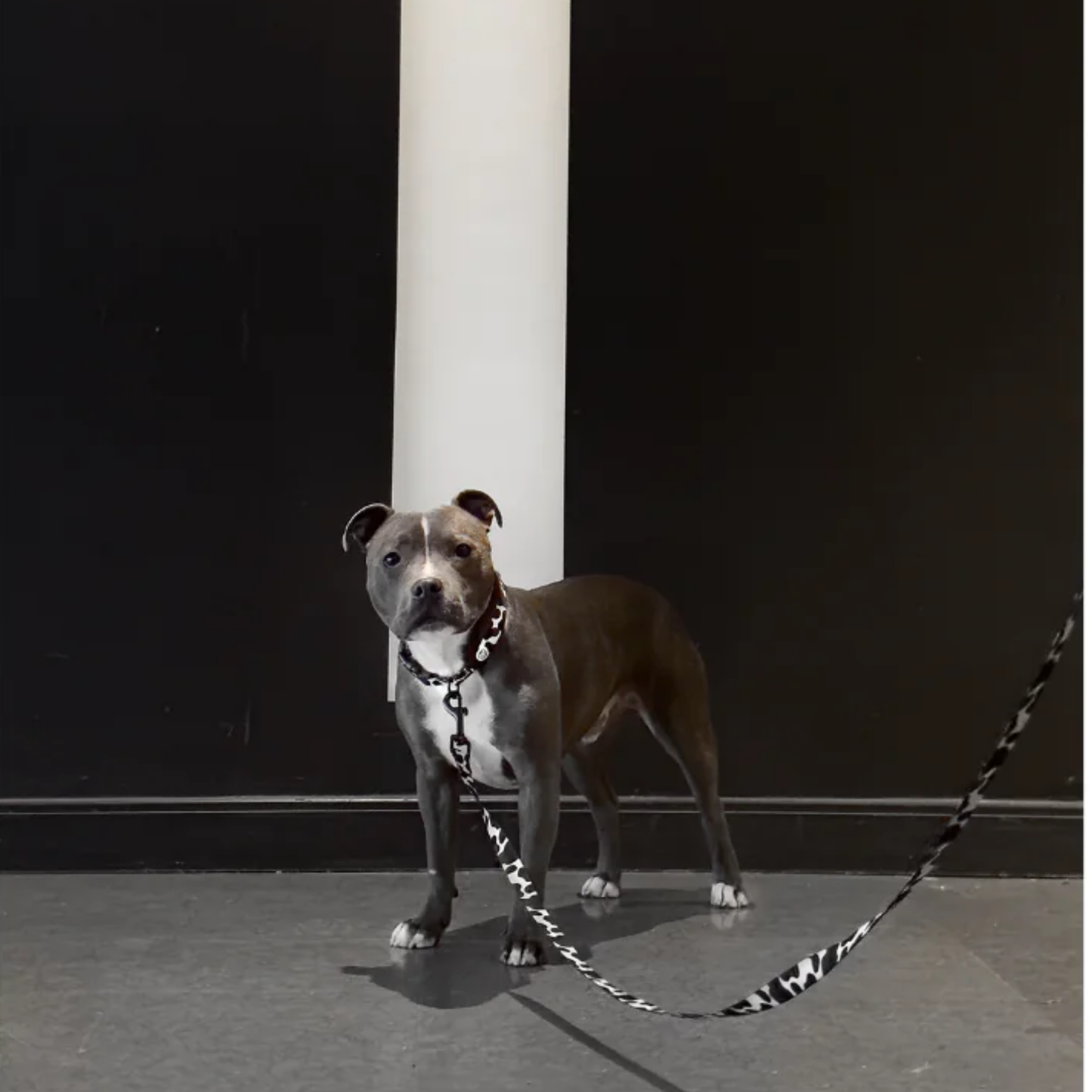 Cow Dog Leash