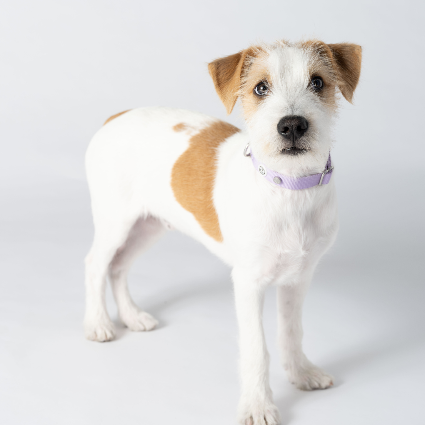 Lilac Dog Collar
