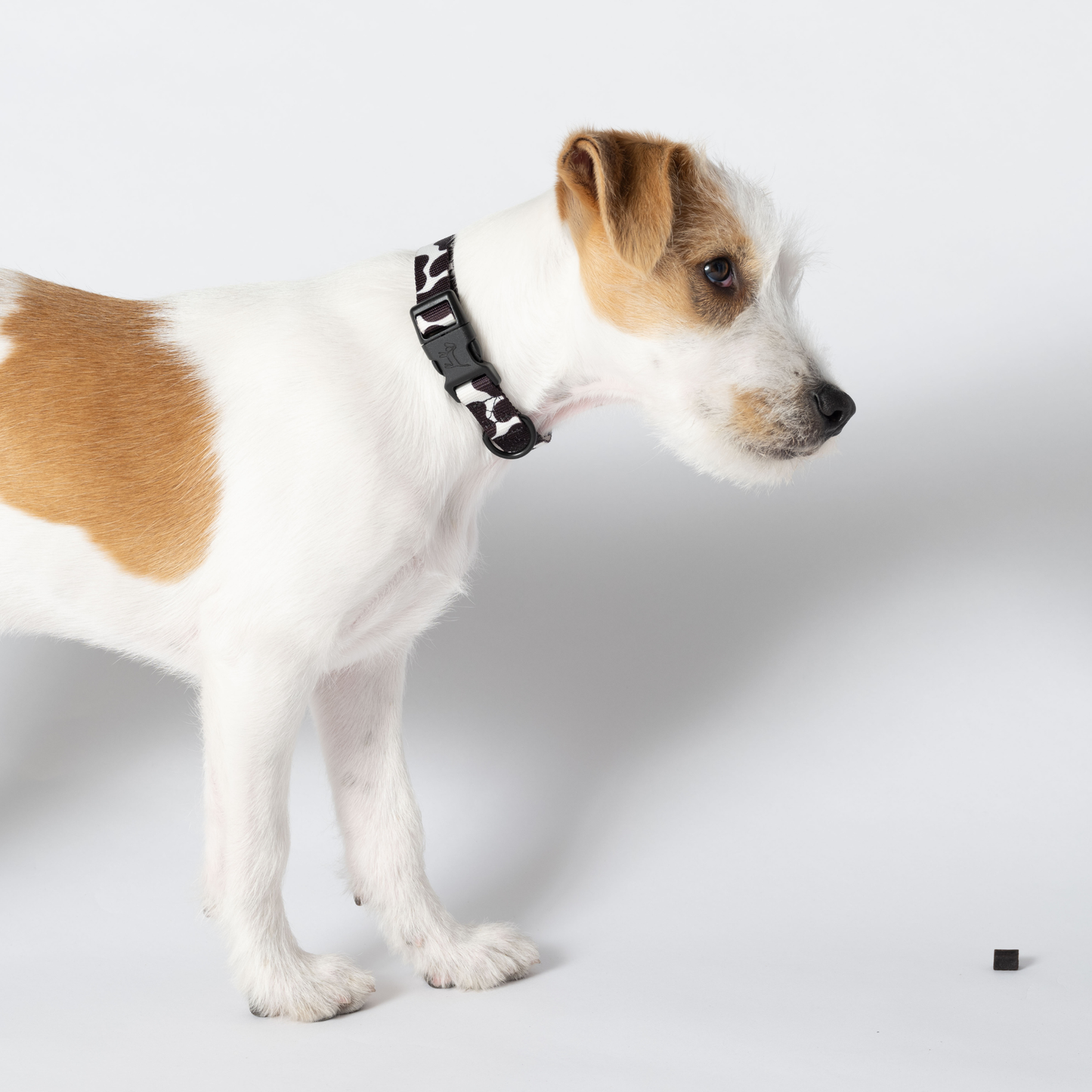 Cow Dog Collar