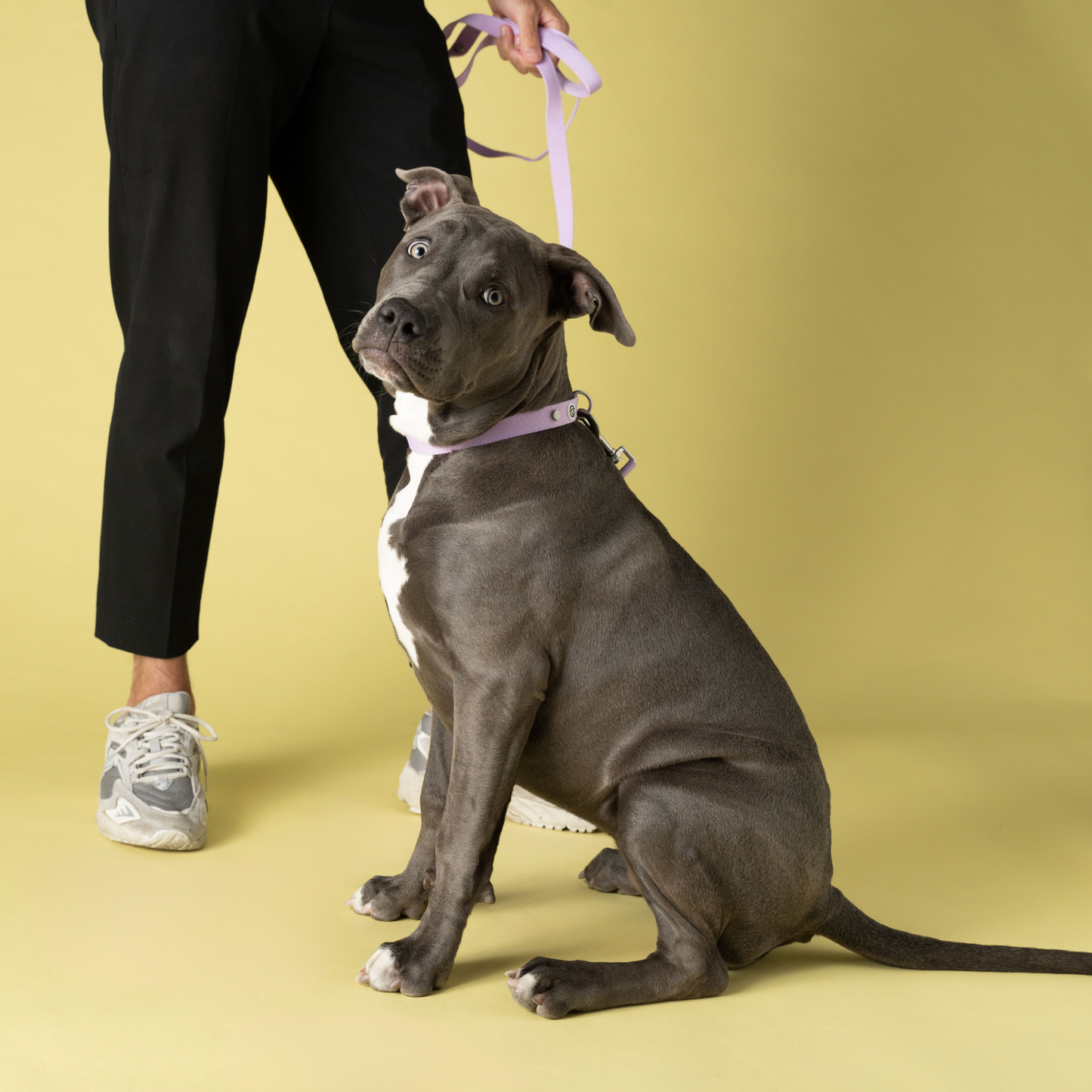 Lilac Dog Leash